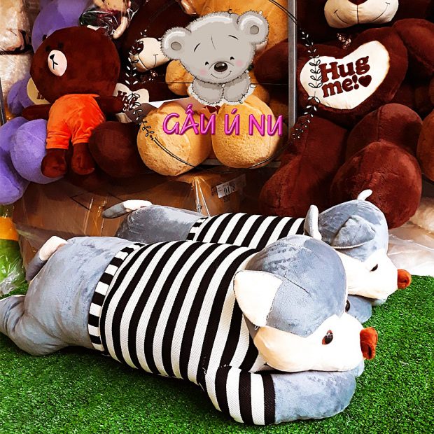 Chó bông Husky mặc áo